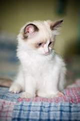 Fototapeta na wymiar two month old Ragdoll kitten at home