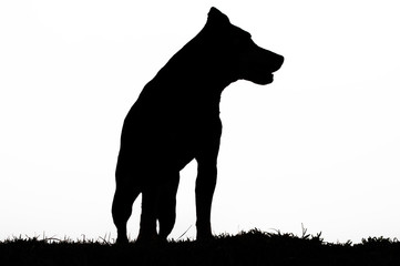 black dog silhouette on white background