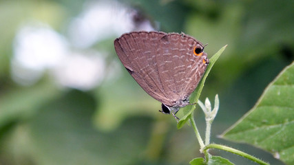 common line blue butterfly on a flower