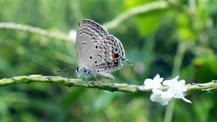 plains cupid butterfly on a leaf