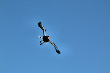 A Black Hawk in Flight