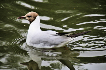 A view of a Black Headed Gull on the water