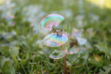Bubbles on dandelions 