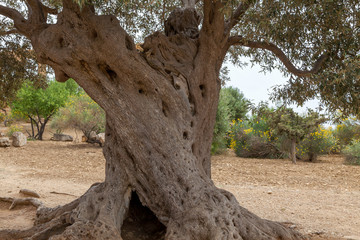 Alter Olivenbaum (Olea europaea)