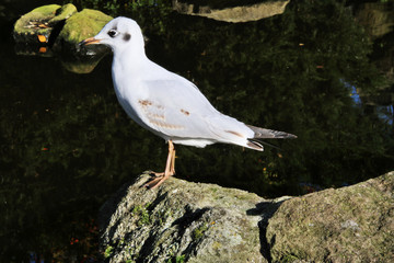 black headed gull