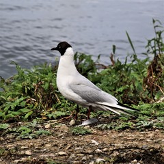 black headed gull