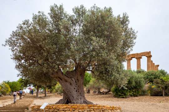 Alter Olivenbaum (Olea europaea)