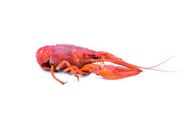 Boiled crayfish. The isolated image. Beer snack.