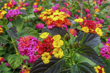 Beautifull garden flowers in Ibiza island