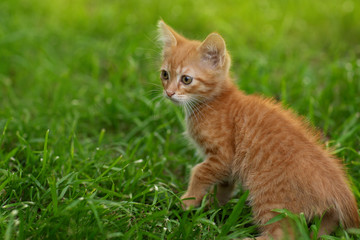 red cat on grass