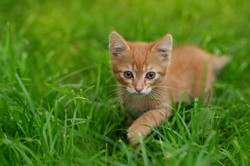 Naklejka na ściany i meble red kitten on the grass