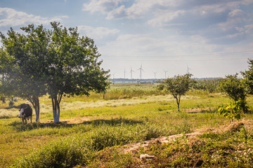 Windwheels and a field in rural Ukraine. Wind farm near the village. A cow grazes against the...