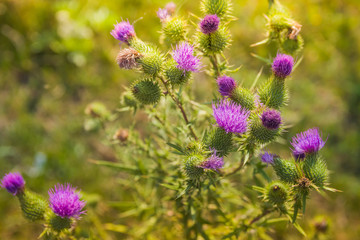 Blossoming thistle with pink flowers on brown background. Field with Silybum marianum (Milk Thistle)
