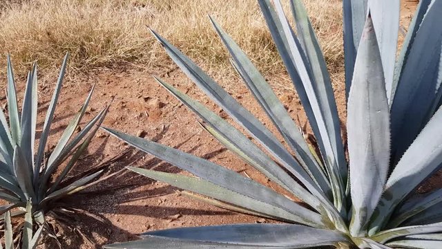 Walking in a blue agave plantation plant where Tequila is manufactured, top shot of blue agaves on a wonderful sunny day in Arenal, Jalisco, Mexico