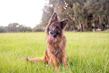 Portrait of a German Shepherd, long coat dog at the park on green grass