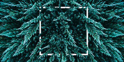 Green botanical trendy texture background with design frame. Dark moody fir tree overhead. Minimal...