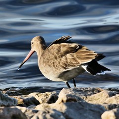 A Black Tailed Godwit