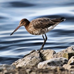 A Black Tailed Godwit