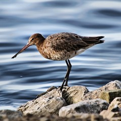 A Black Tailed Godwit