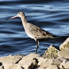 A Black Tailed Godwit