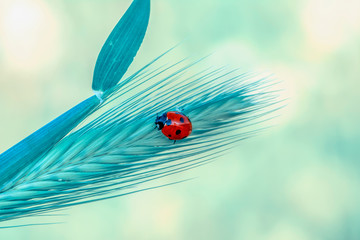 Beautiful ladybug on leaf defocused background