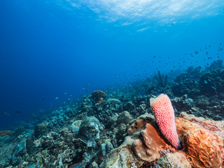 Seascape in turquoise water of coral reef in Caribbean Sea / Curacao with fish, coral and Azure...