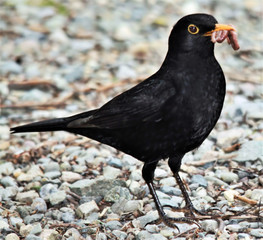 blackbird on the grass