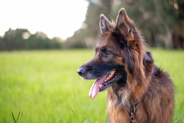 Portrait of a German Shepherd, long coat dog at the park on green grass