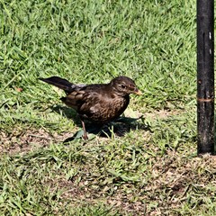blackbird on the grass