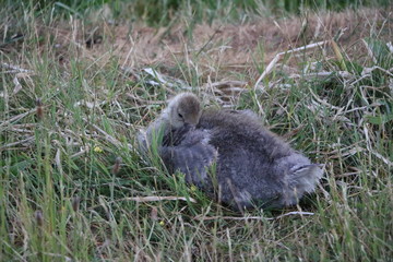 Sleeping greylag goose chick, Schweden