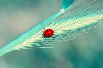 Beautiful ladybug on leaf defocused background