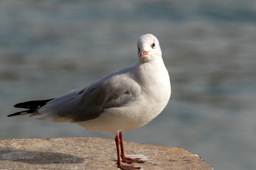 Naklejka premium Möwe