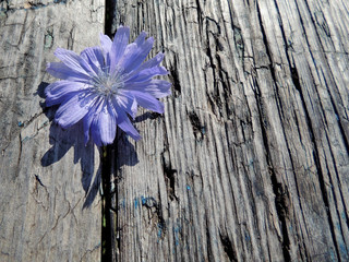 The texture of an old cracked wooden Board with a blue chicory flower. Natural background with an...