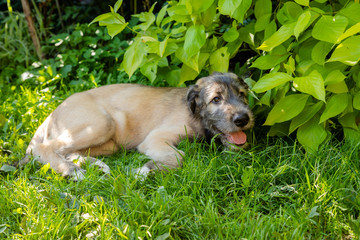 Fototapeta premium A beautiful brown irish wolfhound with nice expression in head in a garden. puppy Irish wolfhound smiling and lying on meadow, lawn in summer.Cute big pet in nature.
