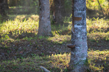 Naklejka premium Rubber trees that are being cut