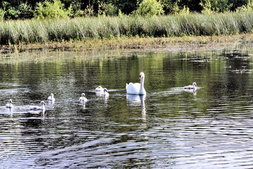 Naklejka na ściany i meble swans on the lake
