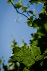 structured pattern on green leaf