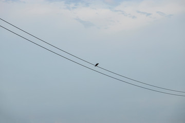 Bird perching power lines blue sky