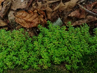 moss on a tree trunk