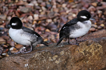 A Bufflehead Duck
