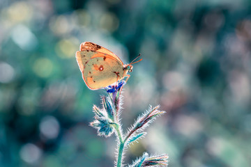 Macro shots, Beautiful nature scene. Closeup beautiful butterfly sitting on the flower in a summer garden.