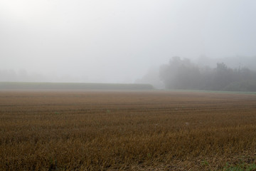 Dämmerung am Morgen mit etwas Nebel im Bruch von Bünde, eine Flußniederung, Tal des Flusses Else