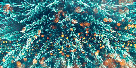 Winter holiday, Chr and new year trendy design background with bokeh light. Moody green conifer tree texture from above. Green botanical minimal creative art pattern. Forest pine tree festive banner. 