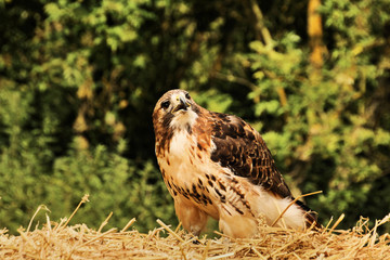 A Buzzard on a post