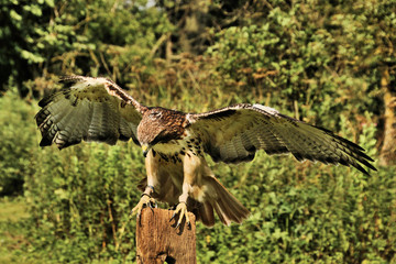 A view of a Buzzard in flight