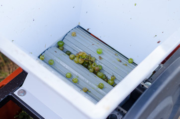 green grapes in wine press prepared to squeeze