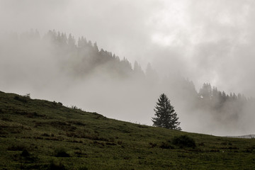 Lonely tree