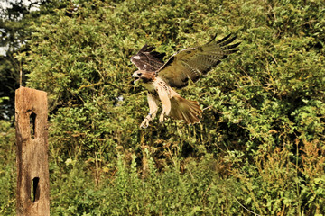 A view of a Buzzard in flight