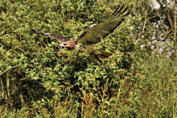 A view of a Buzzard in flight
