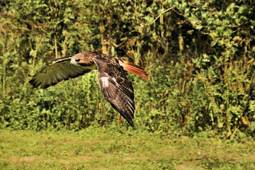 A view of a Buzzard in flight